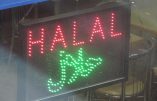 Même la viande de renne devient halal ! La Norvège suit le mouvement…