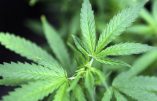 L’Uruguay pourra officiellement exporter de la marijuana au Canada