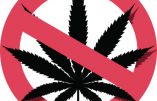 Le Cannabis légalisé au Mexique: les vraies priorités du pays à la poubelle