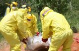 Ebola : le facteur génétique déterminerait l’issue mortelle ou non pour le patient contaminé