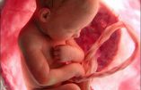 La loi de bioéthique : communiqué de l’Association catholique des Infirmières et Médecins