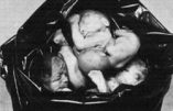 Le « droit à l’avortement » ? Marion Sigaut analyse ce droit de tuer figurant parmi les « droits sexuels » définis par l’ONU