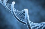 Retrouver les secrets de l’ADN endommagé