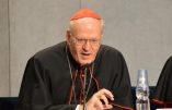 Synode sur la famille : quel jeu joue le cardinal Erdö ?