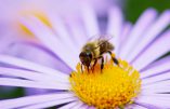 Un apiculteur soigne son cancer avec des piqûres d’abeilles et du propolis