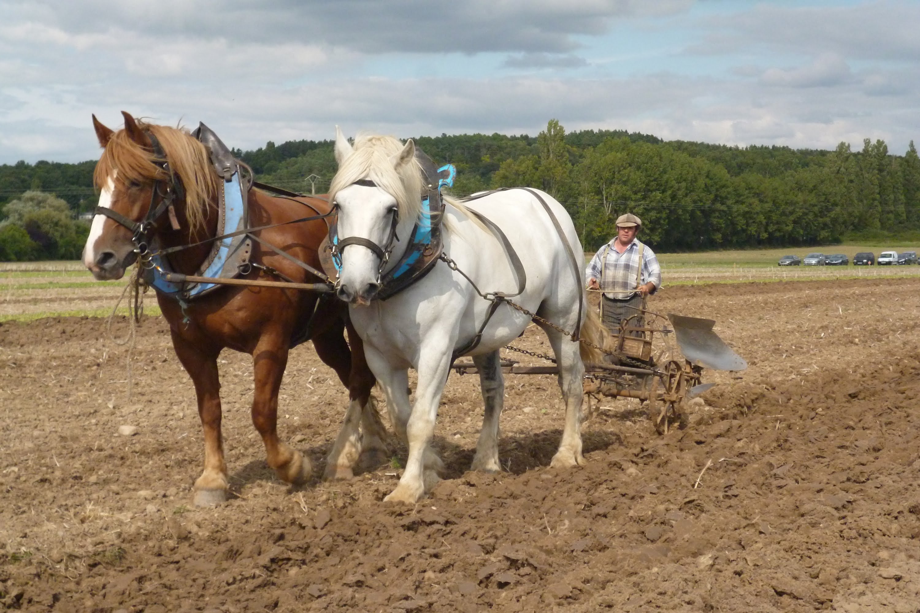 Accouplement Des Chevaux De Trait Le retour du cheval de trait – medias-presse.info