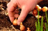Que faire au jardin en août ?