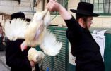 Poulet « énervé » lors des kapparot…