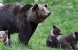 Une Europe d’ours