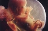 Trump inflexible : non à l’utilisation de fœtus avortés pour la recherche contre le coronavirus