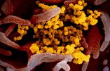 Coronavirus : sans confinement, la Suède a moins de morts que la France