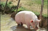 Bon sens paysan : des agriculteurs déversent du lisier de porc sur des teufeurs obligés de décamper