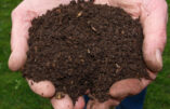 Manger des insectes et finir en compost humain