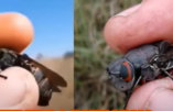Faux insectes, vrais drones de surveillance
