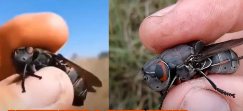 Des drones sous l'apparence d'insectes