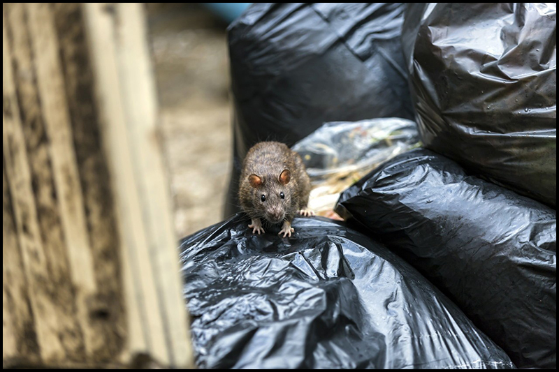 Vers un élevage de rats à Nantes