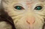 Naissance et euthanasie d’une chimère singe méduse