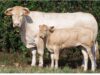 208 vaches Blonde d'Aquitaine menacées d'être abattues en raison d'un cas de dermatose nodulaire